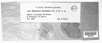 Phyllachora dominicana image